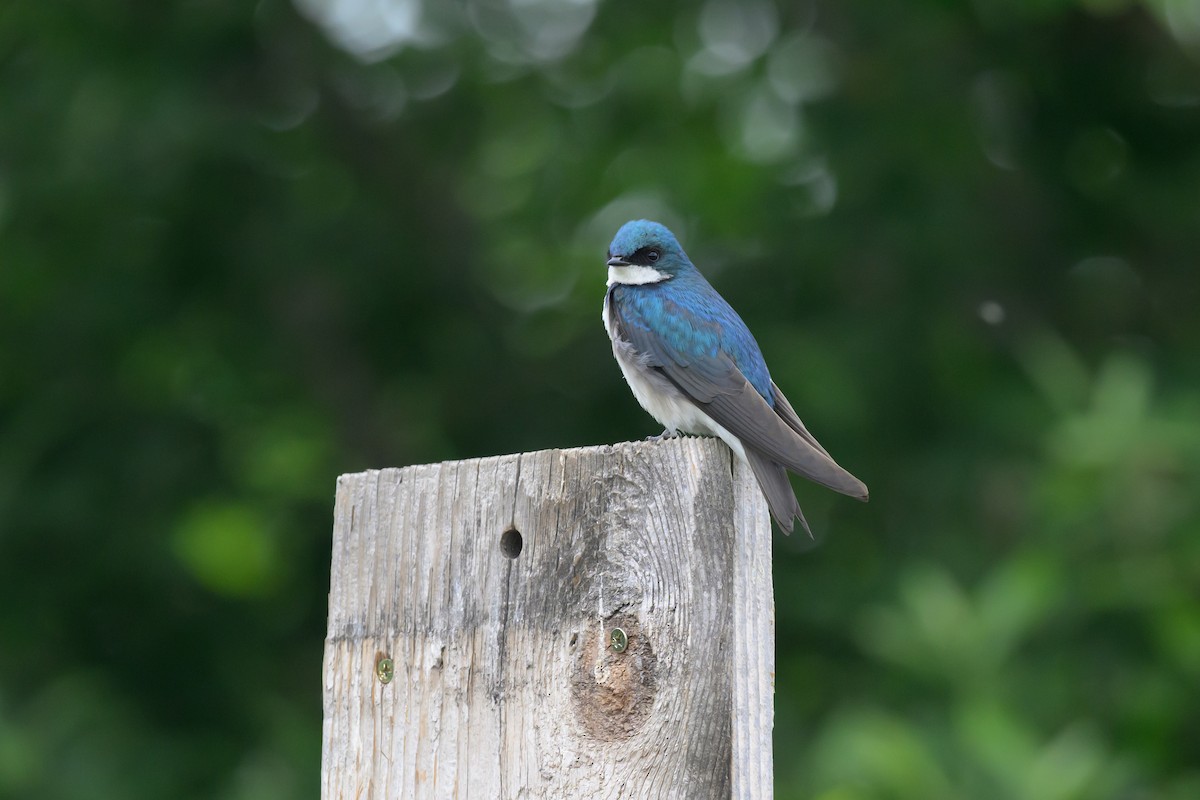 Tree Swallow - ML619737137