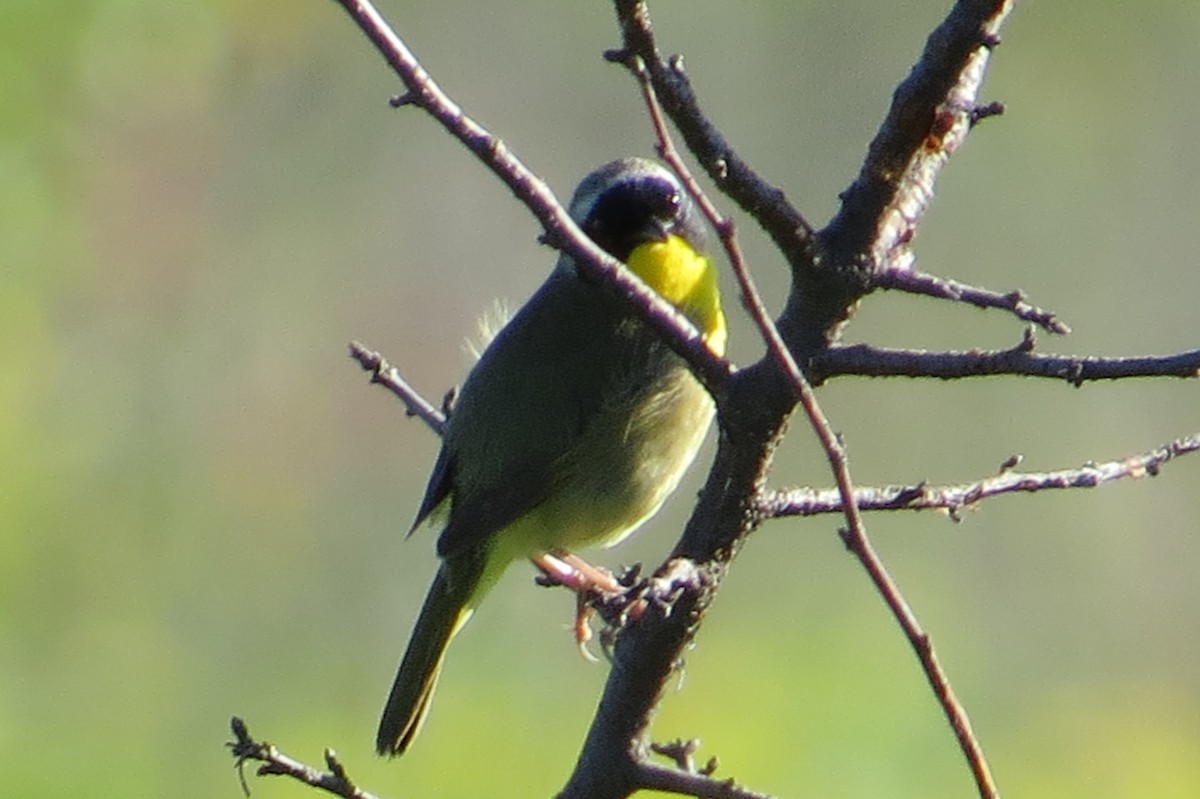 Common Yellowthroat - ML619737157