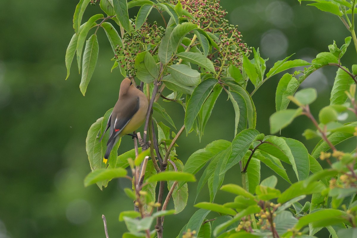 Cedar Waxwing - ML619737159