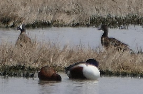 Blue-winged Teal - ML619737160