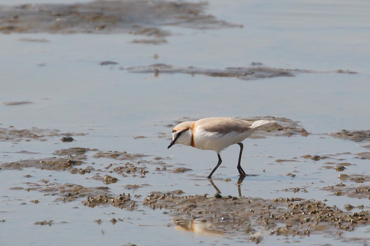 Chestnut-banded Plover - ML619737164