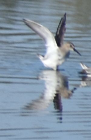 Dunlin - ML619737167