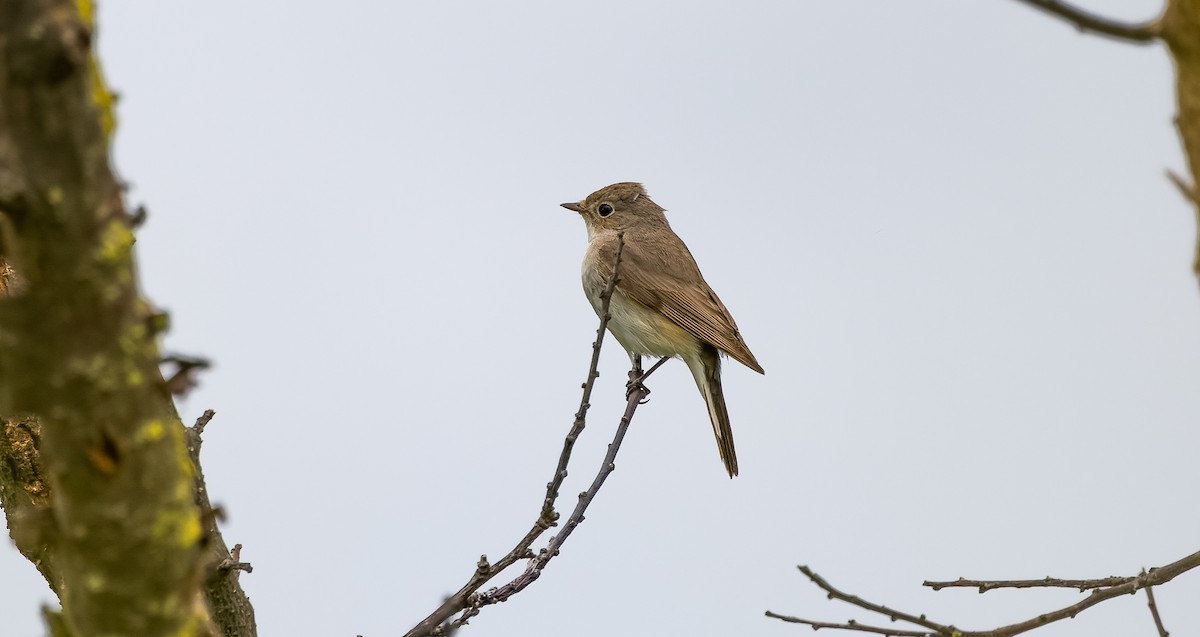 Red-breasted Flycatcher - ML619737186