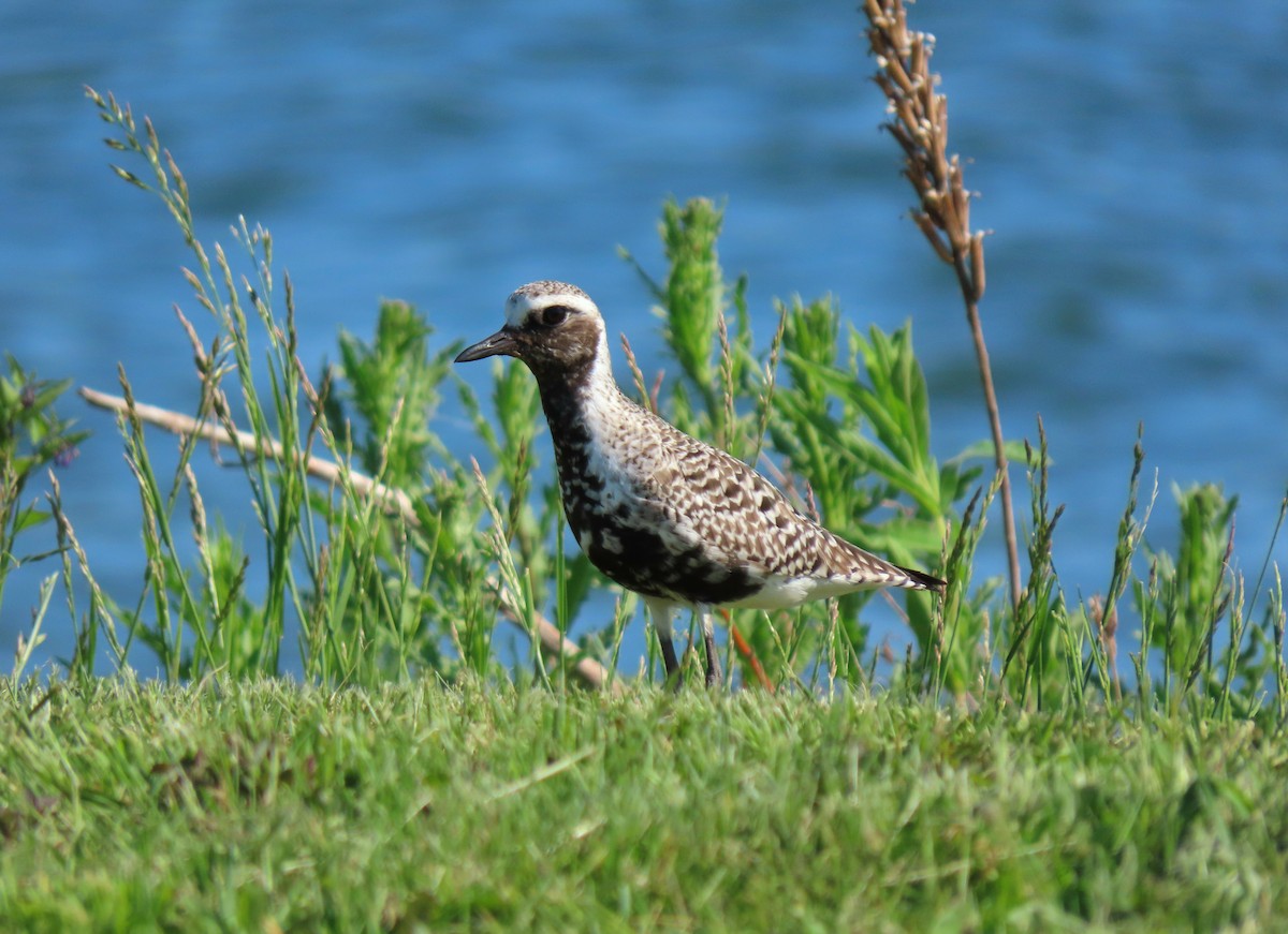 Black-bellied Plover - ML619737229