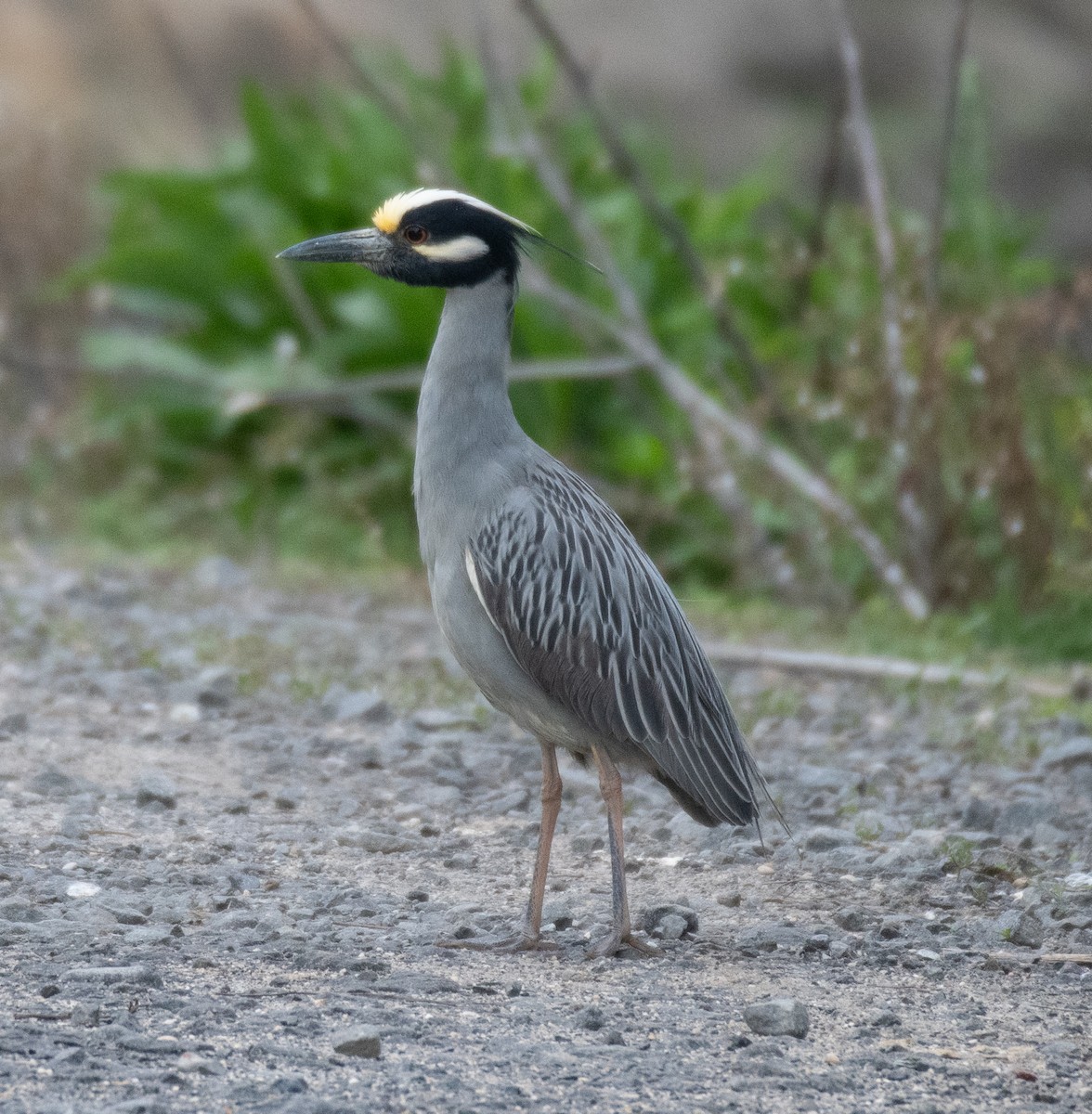 Yellow-crowned Night Heron - ML619737233