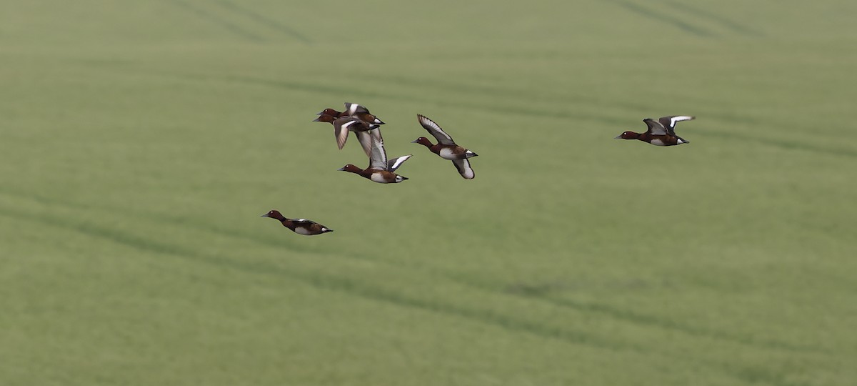 Ferruginous Duck - ML619737247