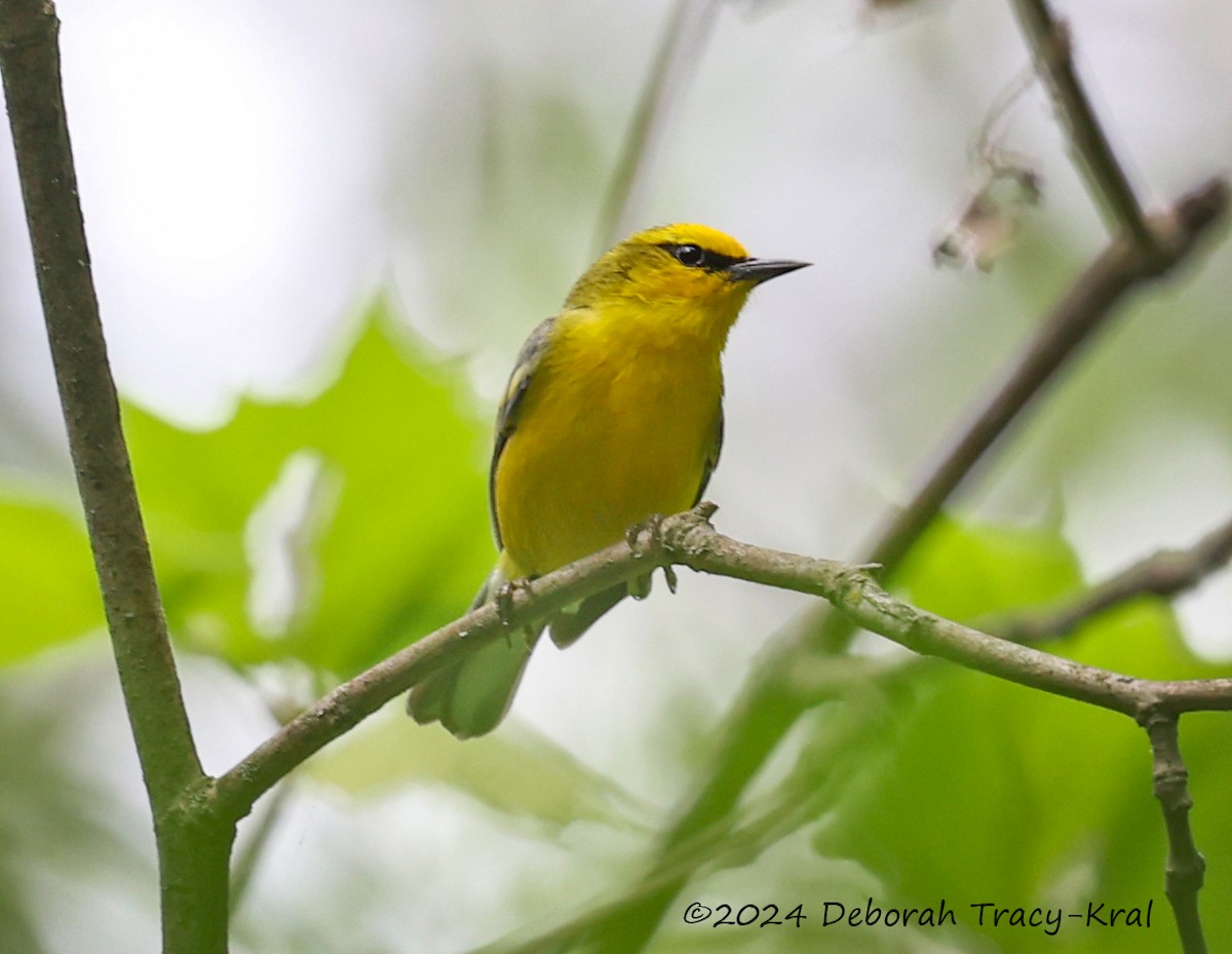 Blue-winged Warbler - ML619737279