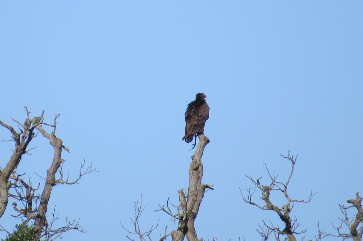 Turkey Vulture - ML619737313