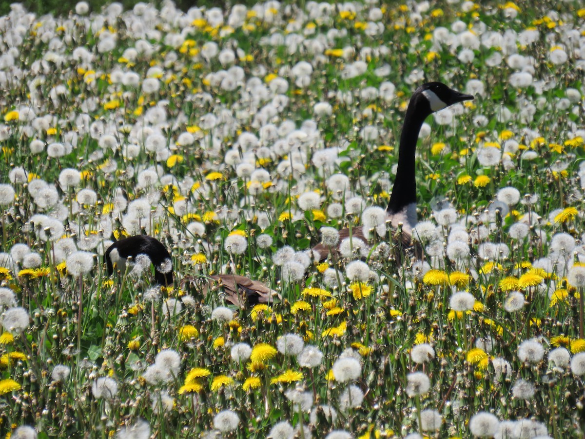 Canada Goose - ML619737318