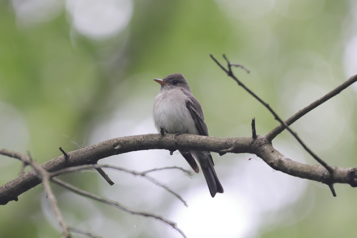 Eastern Wood-Pewee - ML619737340