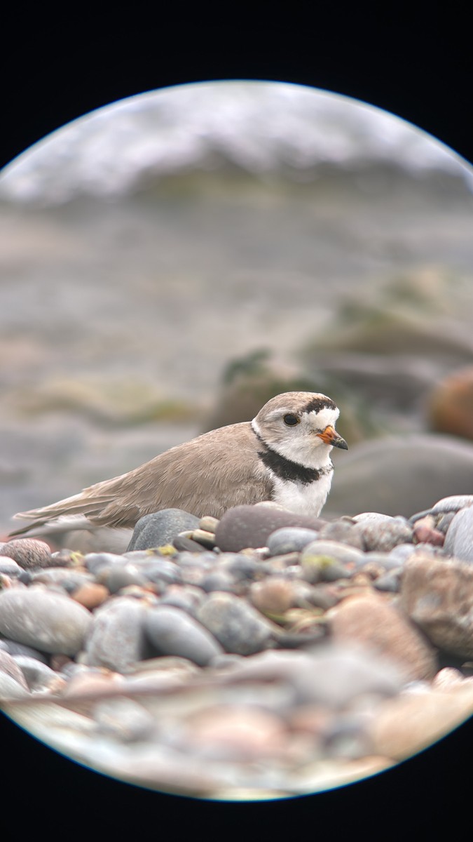 Piping Plover - ML619737361