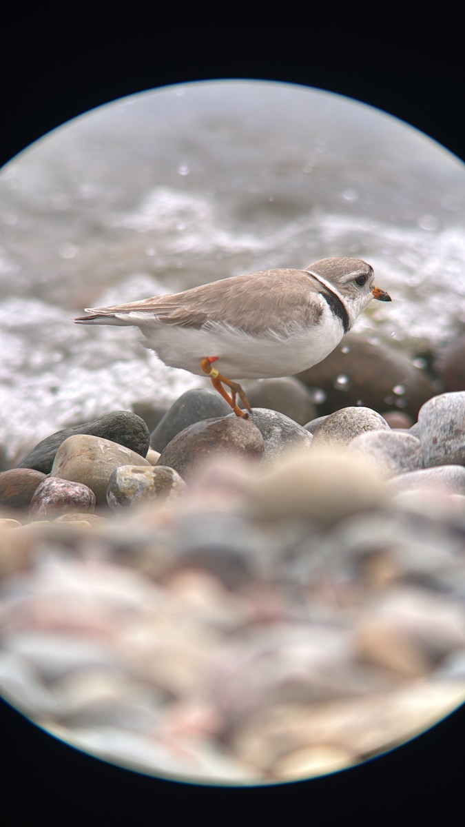 Piping Plover - ML619737362