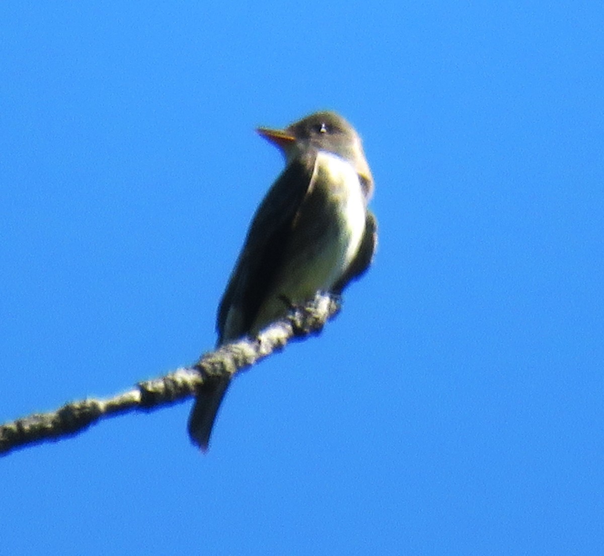 Olive-sided Flycatcher - ML619737363