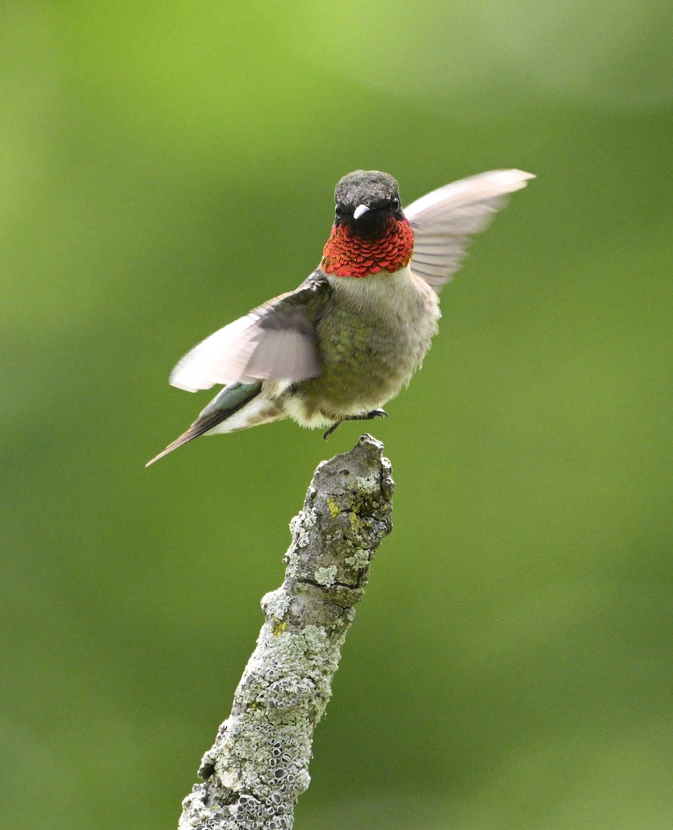 Ruby-throated Hummingbird - ML619737379