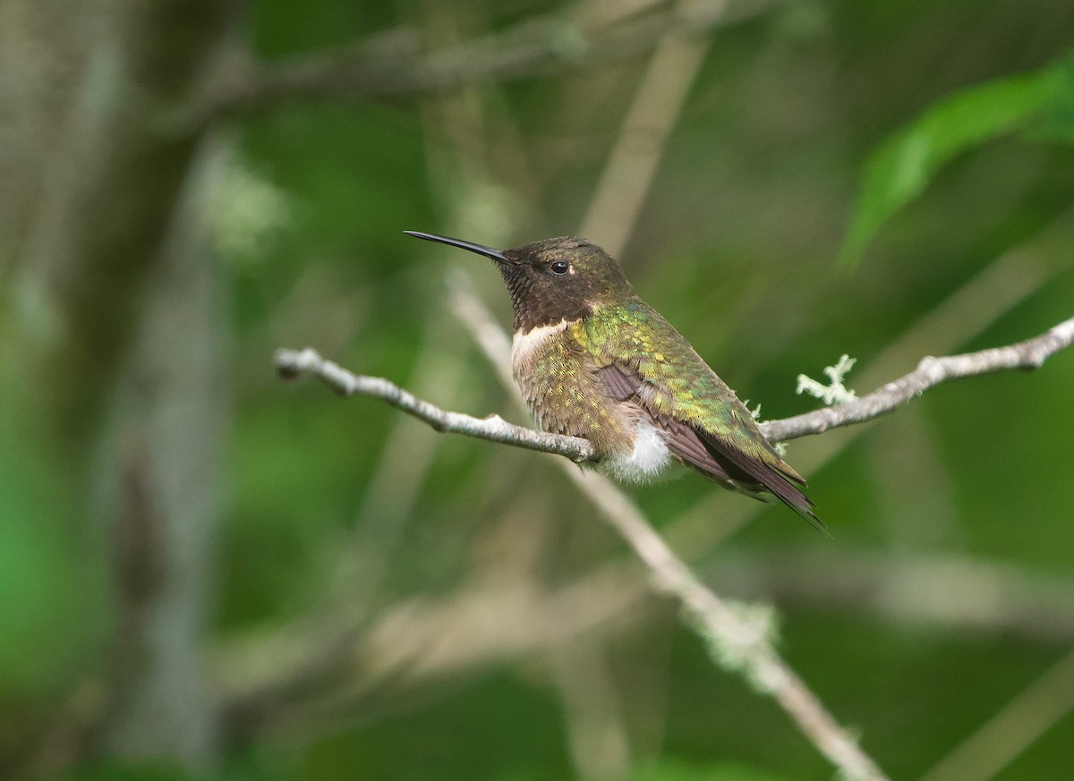 Colibri à gorge rubis - ML619737391