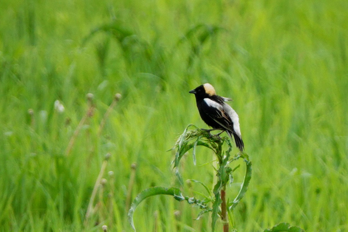 bobolink - ML619737417