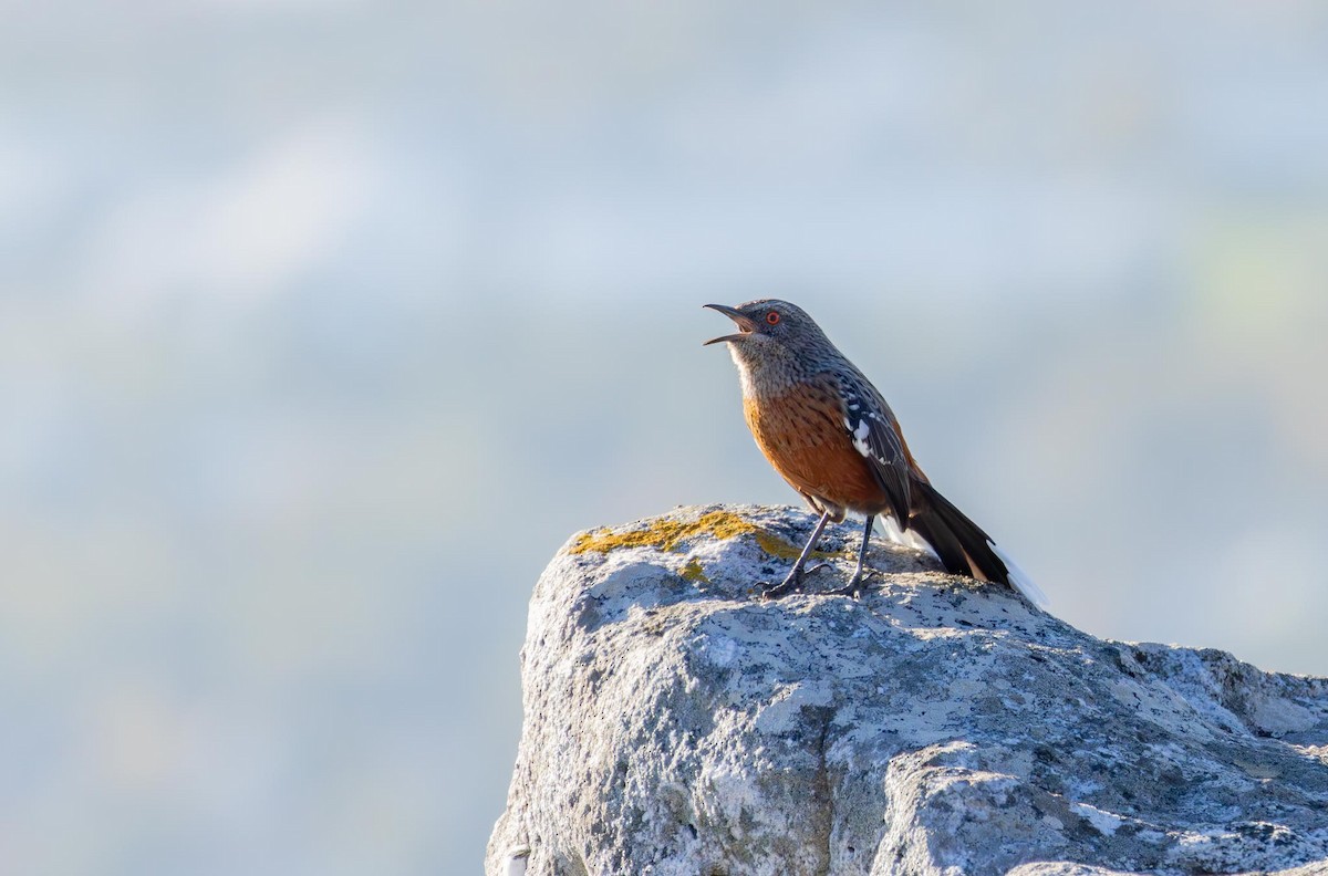 Cape Rockjumper - Adam Buckham