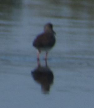 Common Redshank - ML619737443