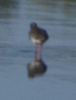 Common Redshank - Sally Anderson