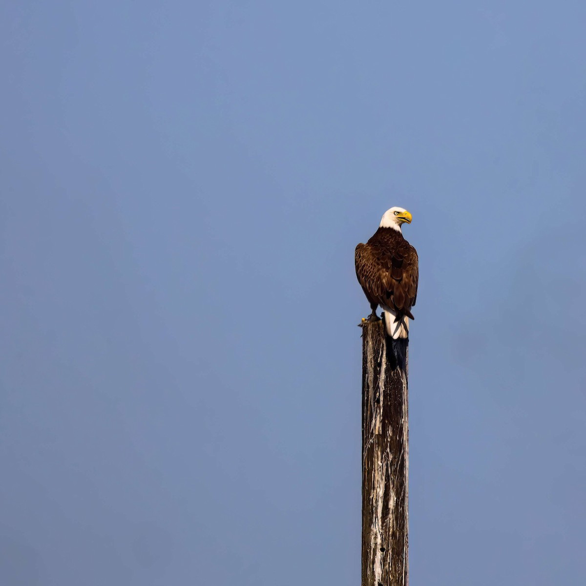 Bald Eagle - ML619737505