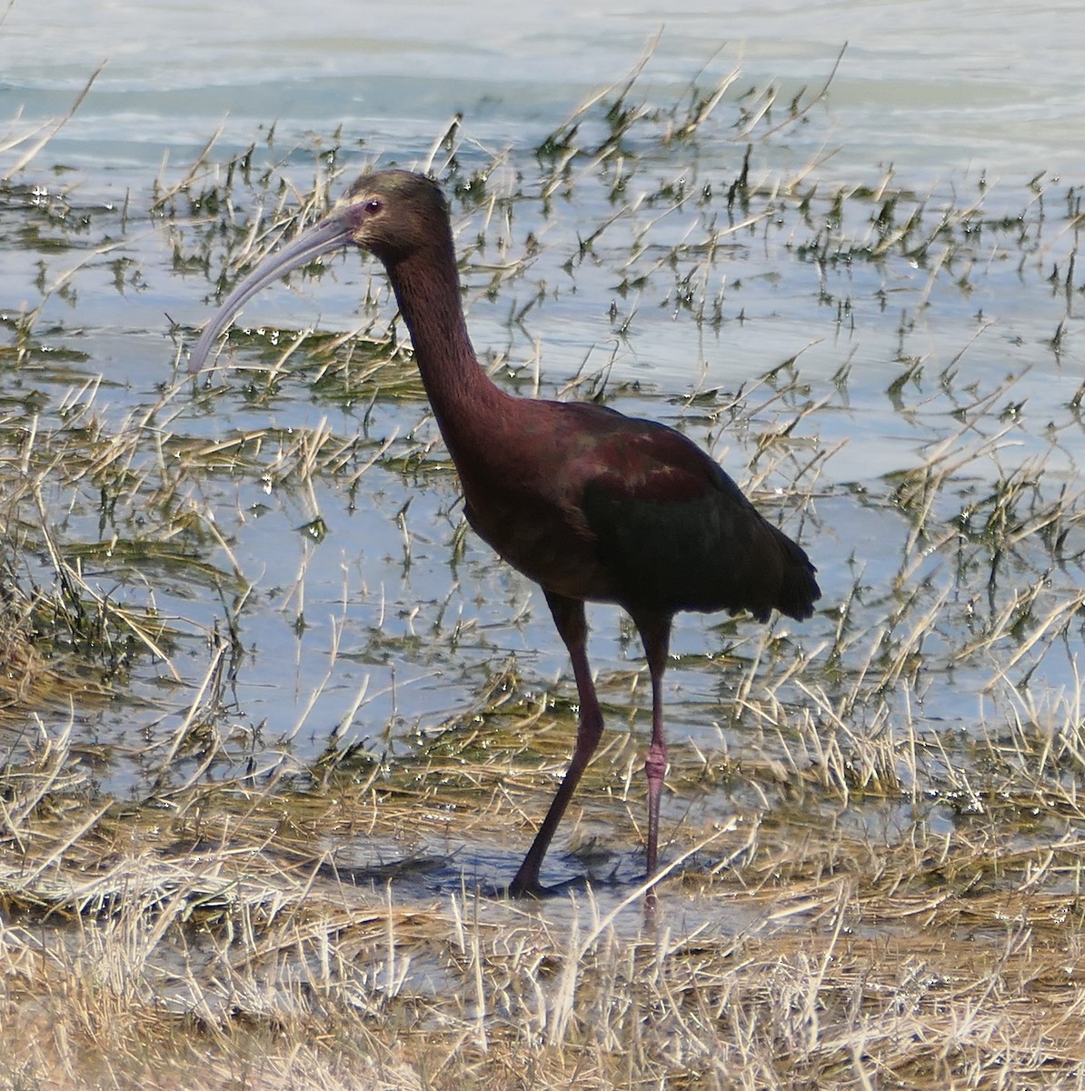 ibis americký - ML619737518