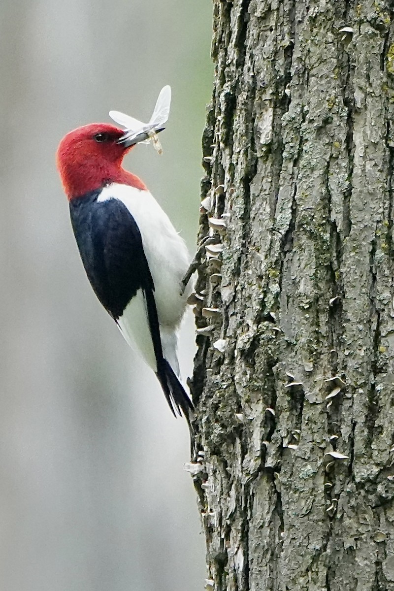 Red-headed Woodpecker - ML619737534