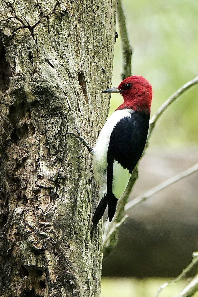 Pic à tête rouge - ML619737535