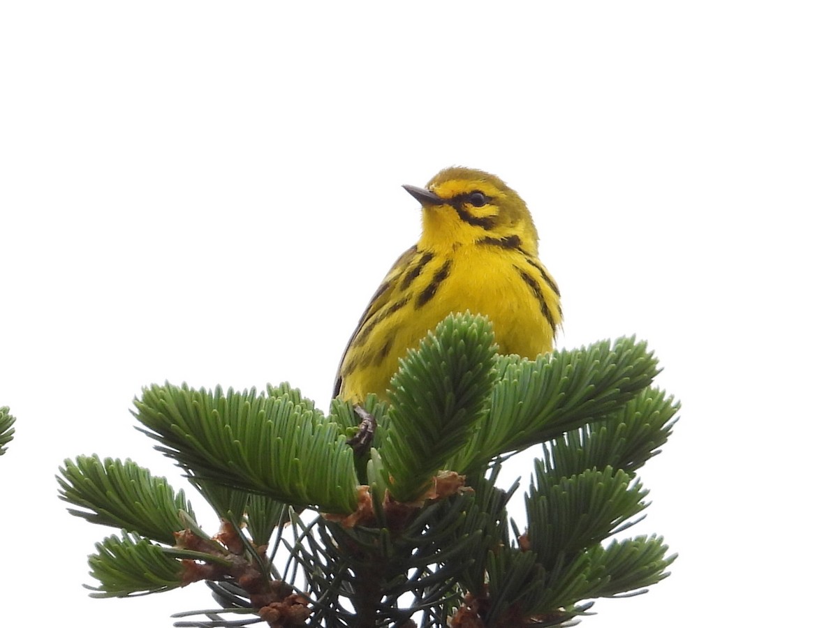 Prairie Warbler - Malise Prieto