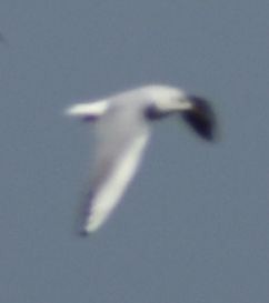 Black-headed Gull - ML619737556