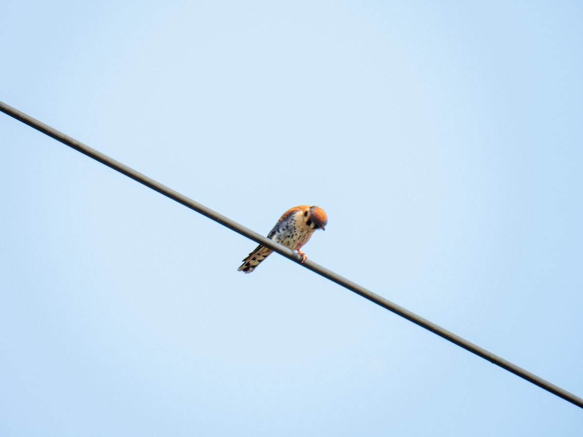 American Kestrel - ML619737559