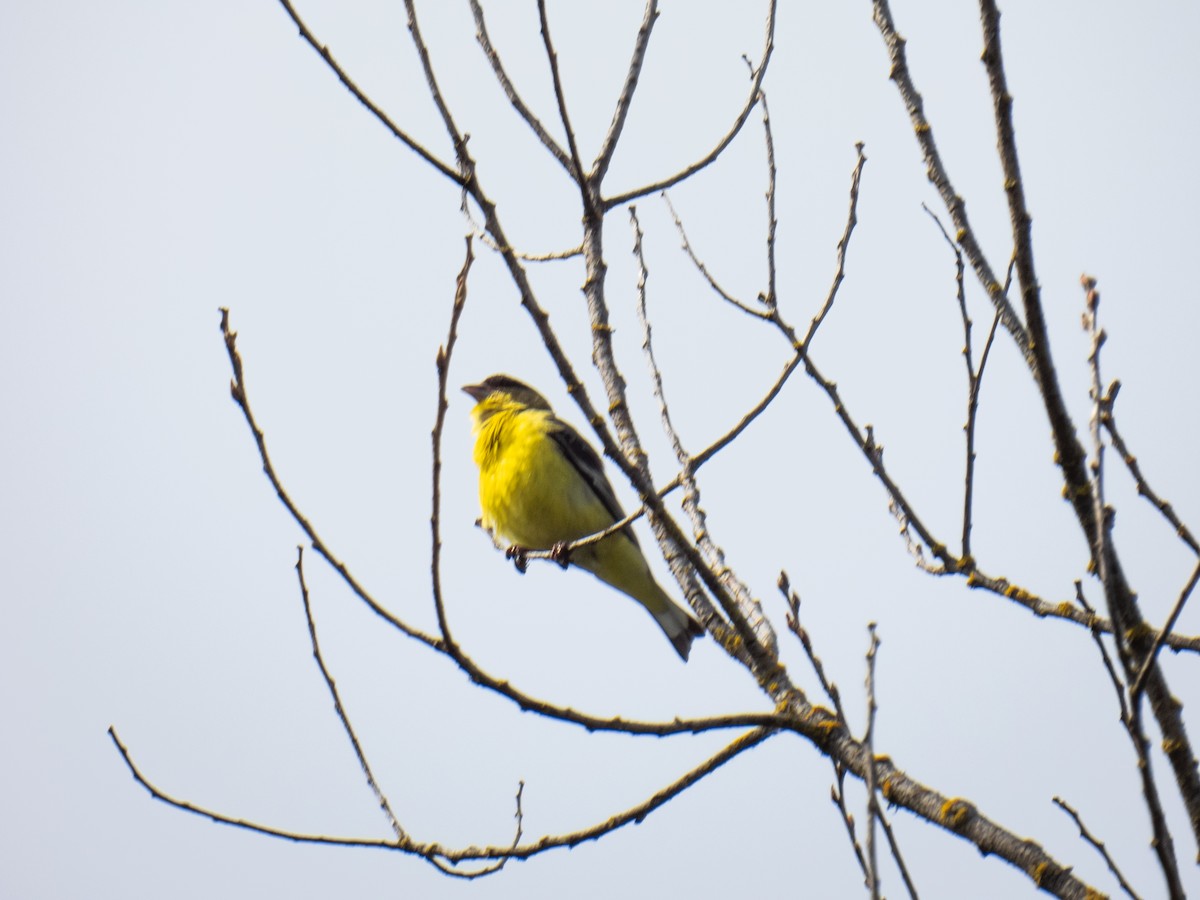 Lesser Goldfinch - ML619737575