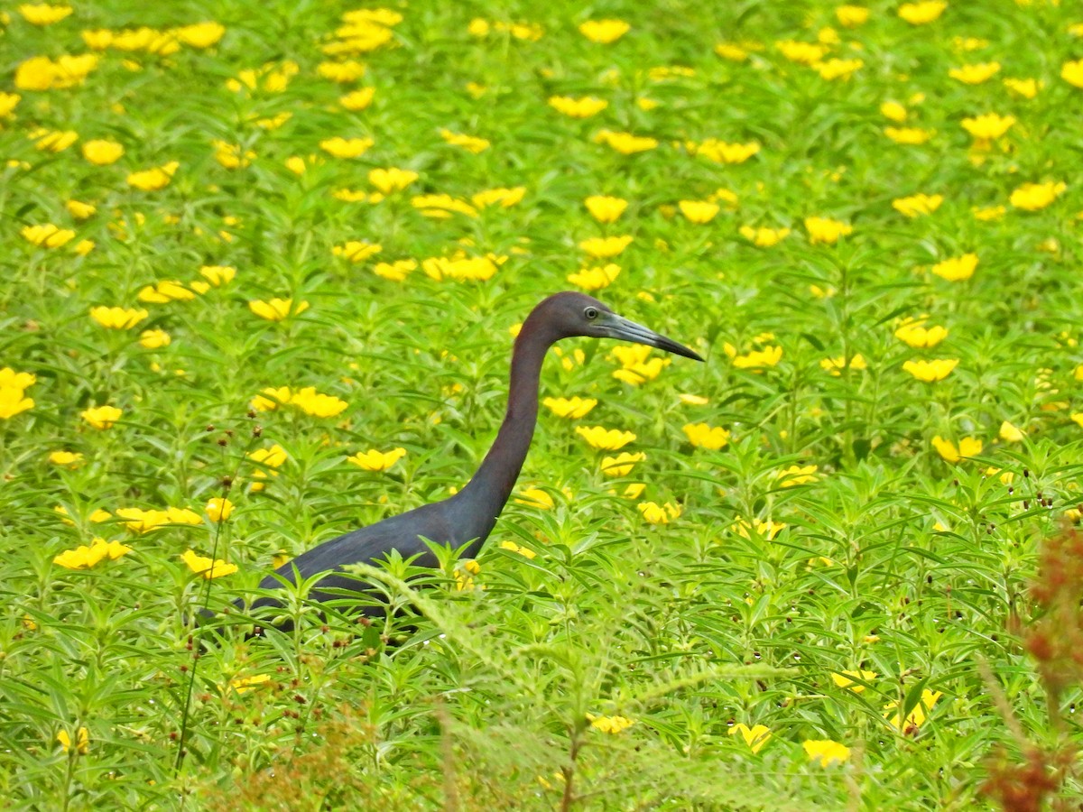 Little Blue Heron - ML619737582