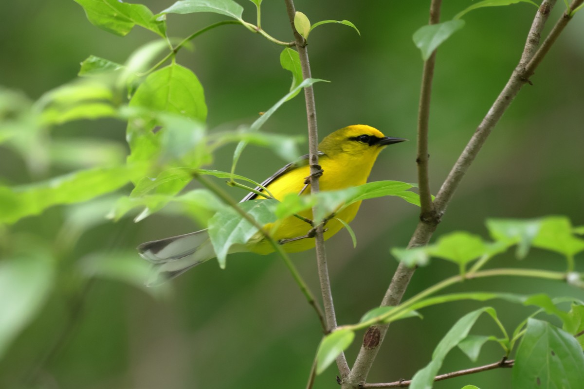 Blue-winged Warbler - ML619737590
