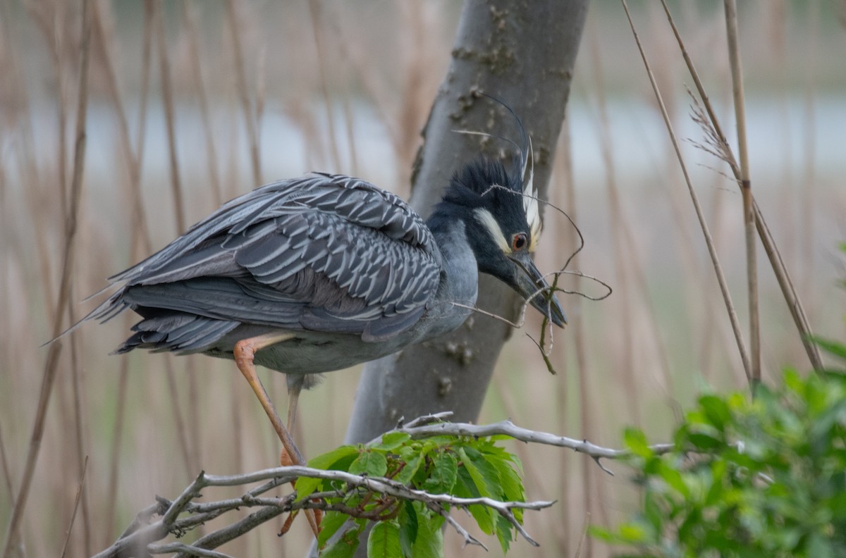 Yellow-crowned Night Heron - ML619737599