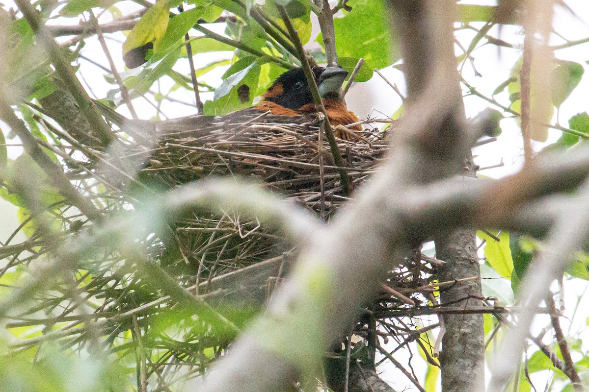 Black-headed Grosbeak - ML619737601