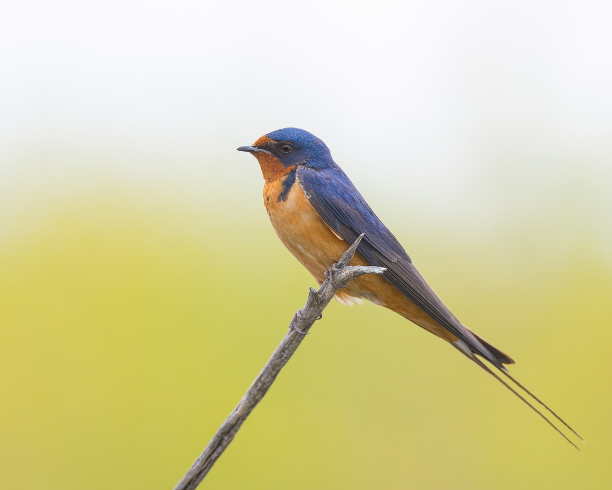 Barn Swallow - ML619737610