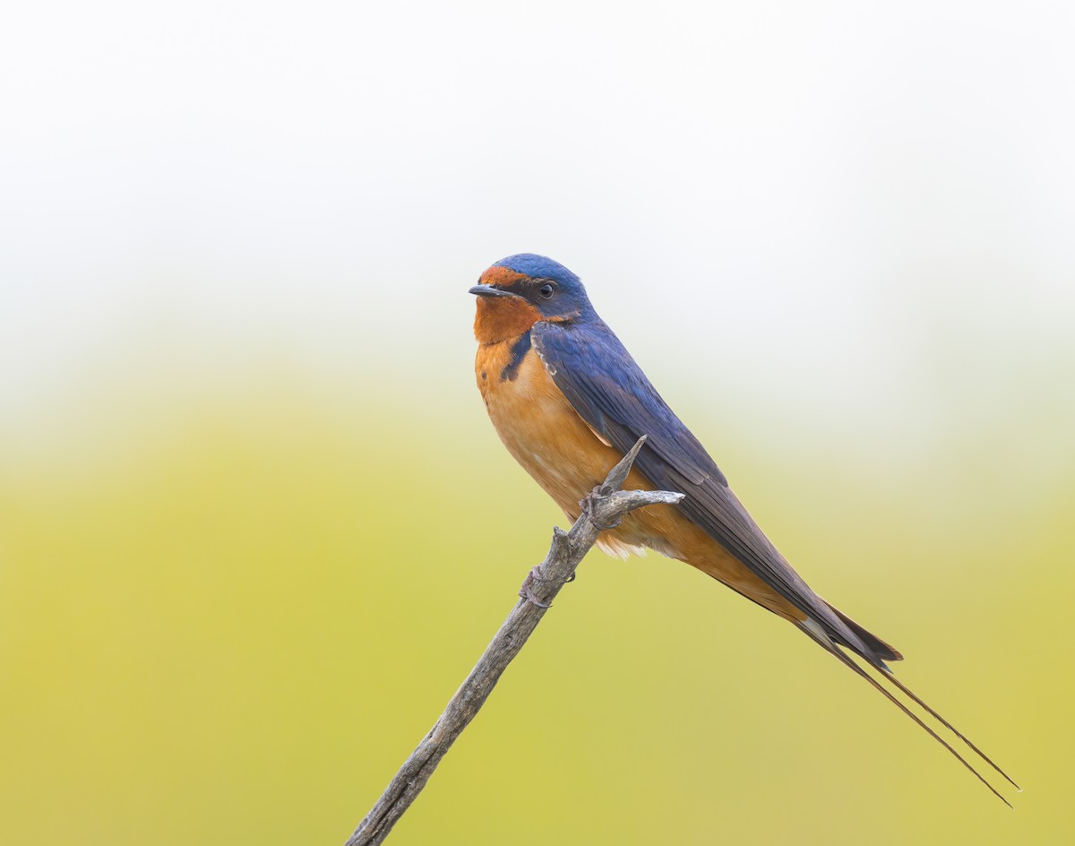 Barn Swallow - ML619737611