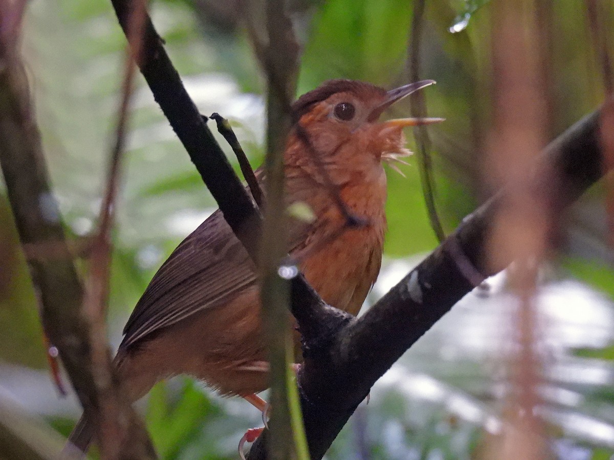 Brown-capped Babbler - ML619737618