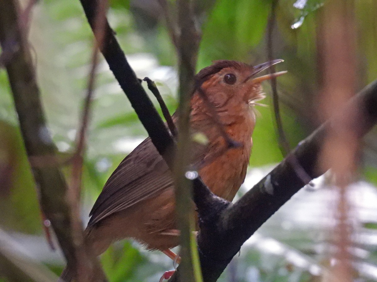 Brown-capped Babbler - ML619737619