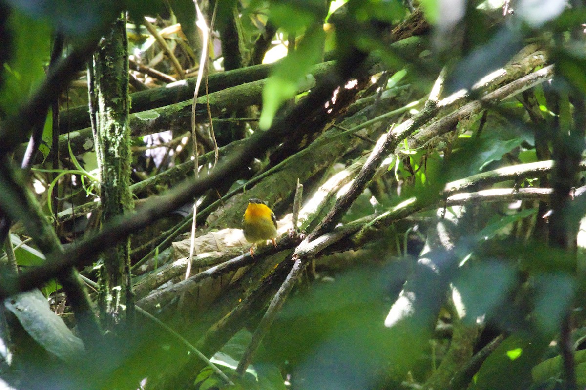 Orange-collared Manakin - ML619737631