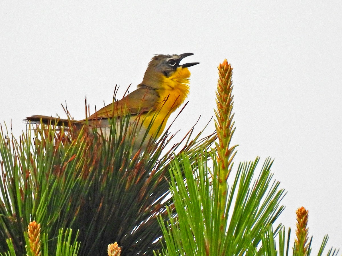 Yellow-breasted Chat - ML619737723