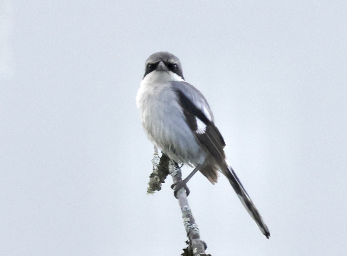 Loggerhead Shrike - ML619737743