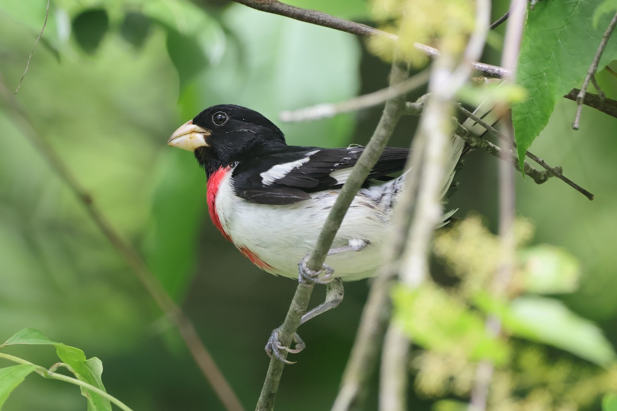 Rose-breasted Grosbeak - ML619737745