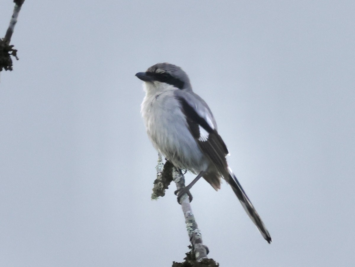 Loggerhead Shrike - ML619737746