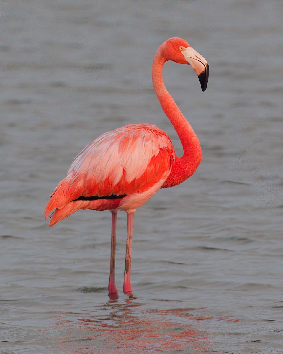 Amerika Flamingosu - ML619737774
