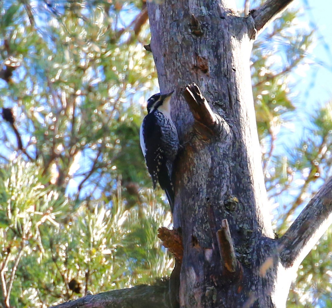 Eurasian Three-toed Woodpecker - ML619737778