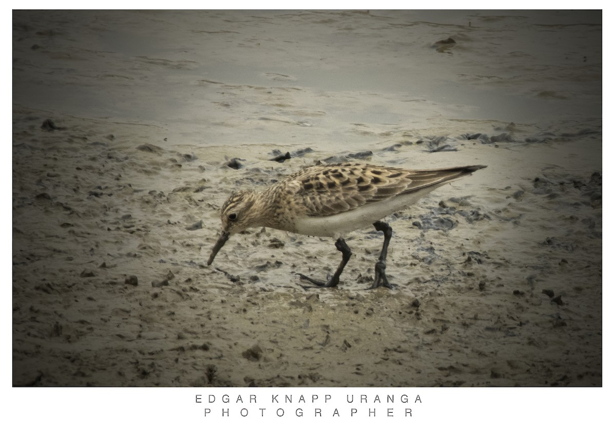 Baird's Sandpiper - ML619737786