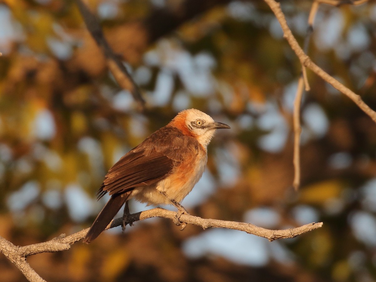 Bare-cheeked Babbler - ML619737820