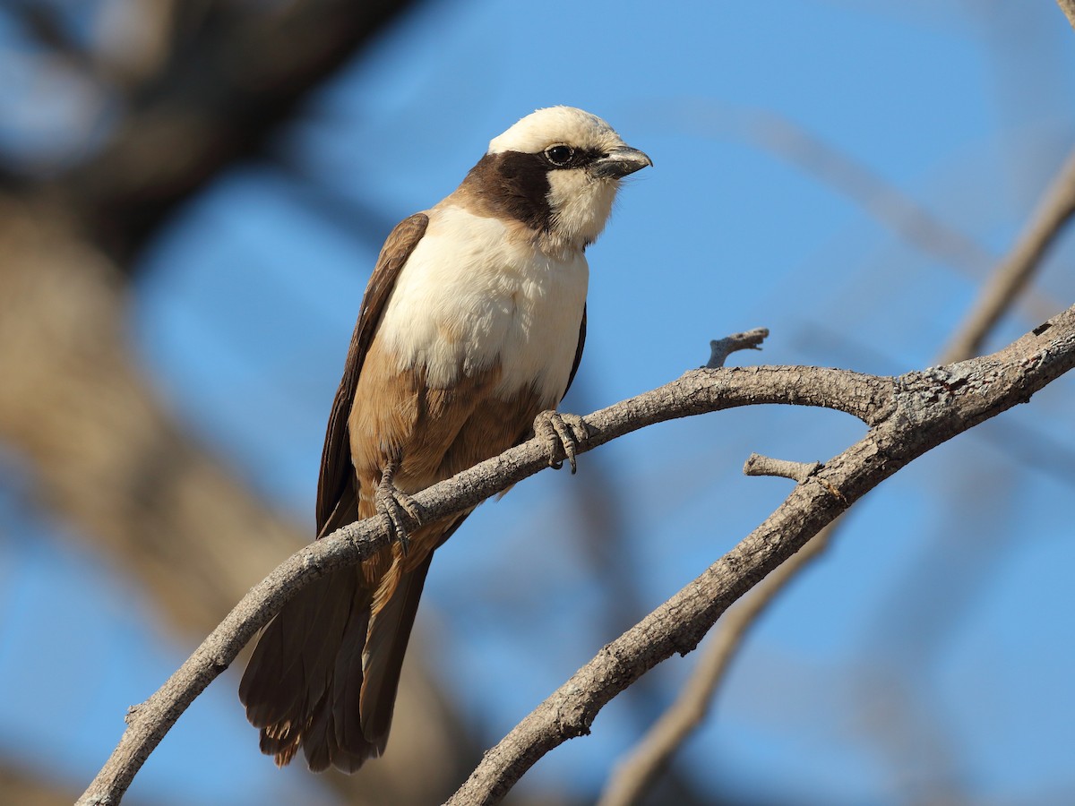 White-crowned Shrike - ML619737833