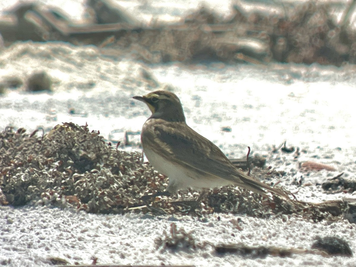 Horned Lark - ML619737851